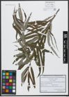 Foto von Salix viminalis L.